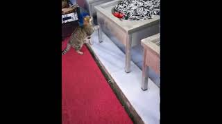 Ki̇bar Kedi̇ Hamsi̇ Çaliyor