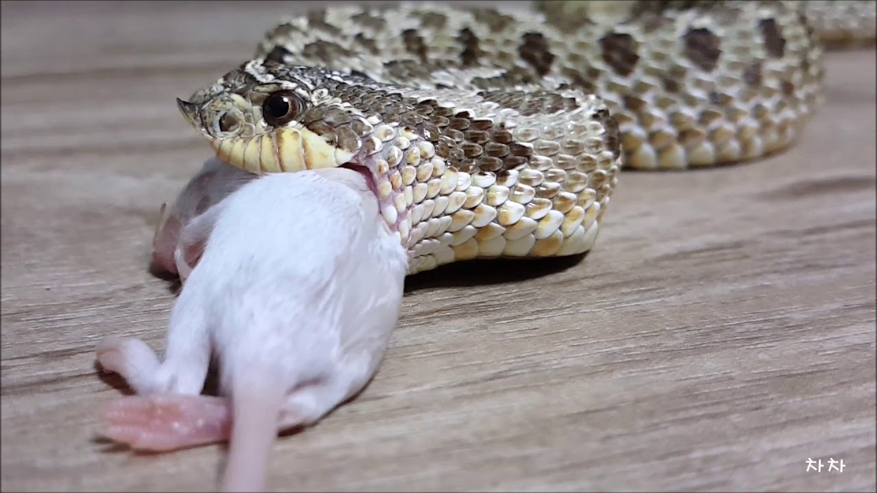 king snake oklahoma 호그노즈 (돼지코뱀) 피딩 (Feeding green phase hognose snake)