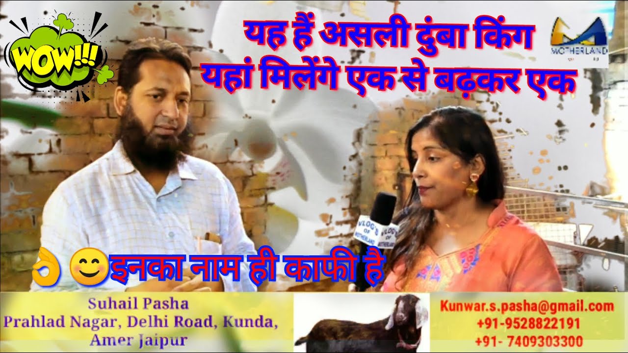 dumba for sale |  Turkey Dumba sale | Dumba Male and Female in Jaipur