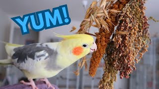 Cockatiel Food Enrichment - Fun Treats For Parrots!  | BirdNerdSophie AD by BirdNerdSophie 751 views 1 month ago 6 minutes, 27 seconds