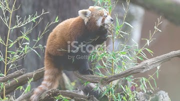 The Enchanting World of Red Pandas Le  panda roux