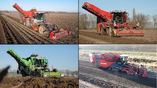 Big Potato Harvest | 4x 4 row potato harvesters | Dewulf Enduro & Kwatro | Grimme Varitron |AVR Puma