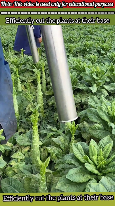 Efficiently cut the plants at their base #shorts