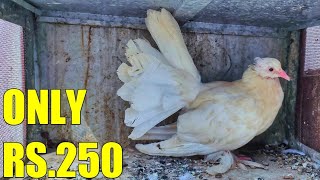 इतना सस्ता‌ FANCY कबूतर   || CHEAPEST FANCY PIGEON