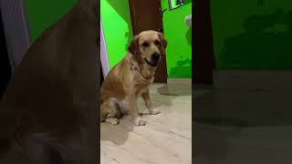 Golden retriever mujhe be do#viral #doglover #goldenretriever #eat