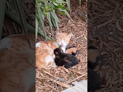 صحيح لا تؤذ الحيوان بسبب لون ه الأسود فاللون خ لق من خلق الله لا يدل على شر ولا سوء