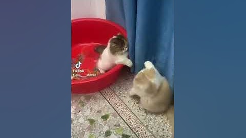 #القارئ_محمد_عبد #يارب_فوضت_امري_اليك #التوحيد_والسنة #القرآن_الكريم #ايات_قرانيه_قصيره #التوحيد