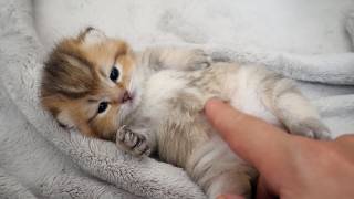 Cute Kitten Flapping Its Paws And Legs, Unable To Get Up...