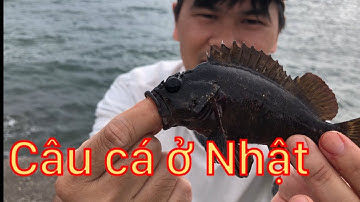 CÂU CÁ Ở NHẬT DÍNH CÁ BỐNG MÚ CẢM GIÁC RẤT ĐÃ  || Japan Fishing