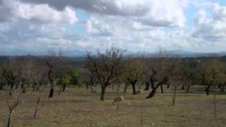 Caimari Olive Fair, Mallorca