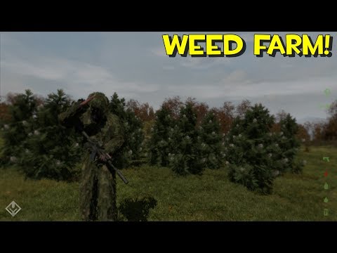 arma 2 takistan life marijuana arma 2 takistan life marijuana