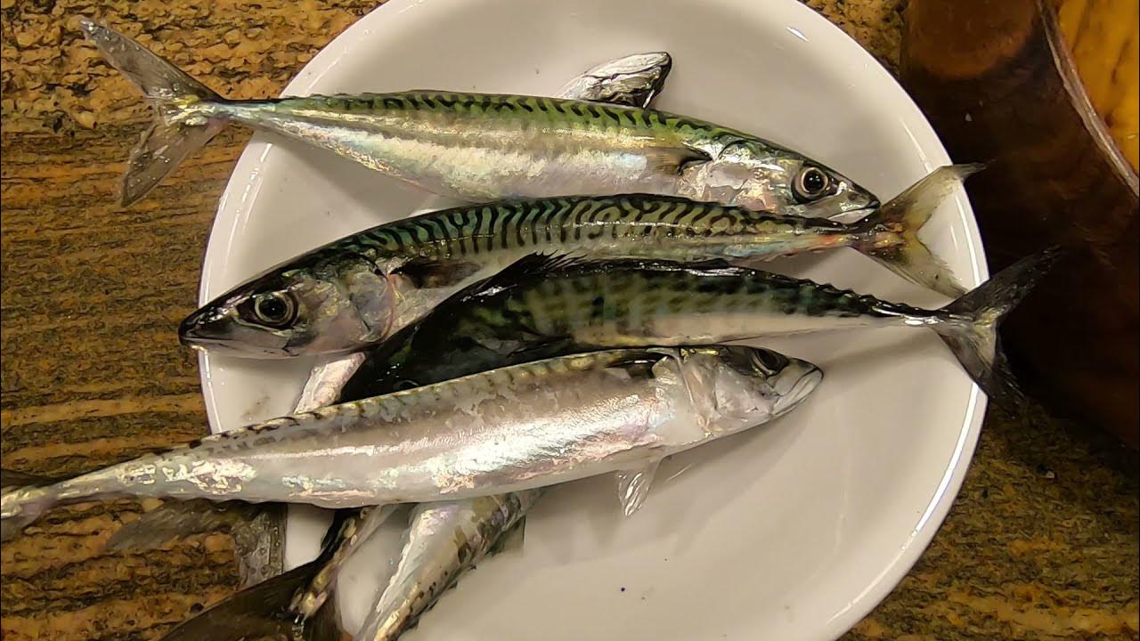 How To Catch Mackerel with a Sabiki Rig: Hayabusa Sabiki Rig #fishing # mackerel #sabiki 
