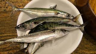 How To Catch Mackerel with a Sabiki Rig: Hayabusa Sabiki Rig #fishing #mackerel #sabiki