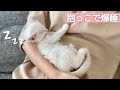 カイヌシに抱っこされたまま寝ちゃった甘えん坊さんな子猫…