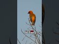 Cardinals’ Secret to Feather Care Revealed! 🧼🐜 #animalfacts #viral #birds