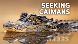 The Elusive Black Caiman Of Guyana | Animal River Challenge | All Out Wildlife