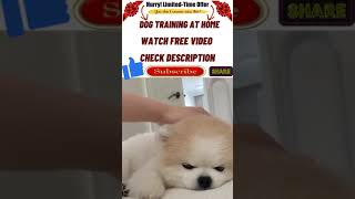 Dog Training at Home shorts youtubeshorts dogtraining puppytrainig pettraining