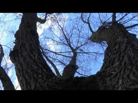 Video: Dangus Ir Medžiai Ant Sulaužyto Fasado