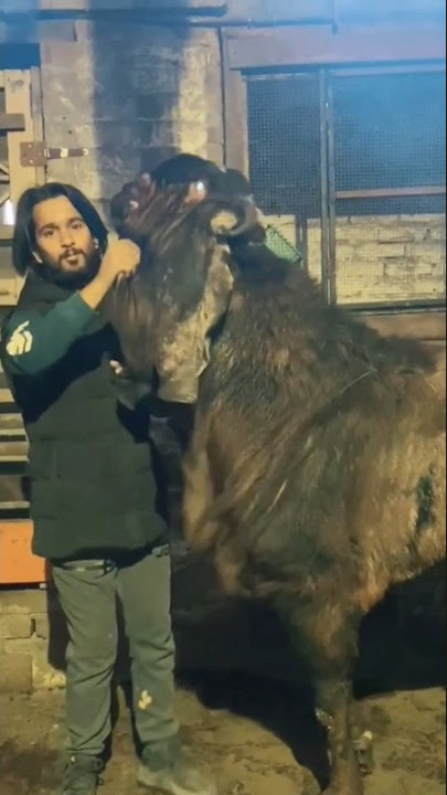 Big Andu Bakra || The Goat of Pakistan #shorts