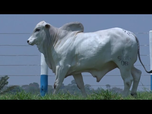 99º Leilão OB - Lote 42 - Nelore Mocho - 1 Touro PO Registrado