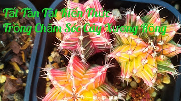 Tất Tần Tật Kiến Thức Trồng Chăm Sóc Cây Xương Rồng