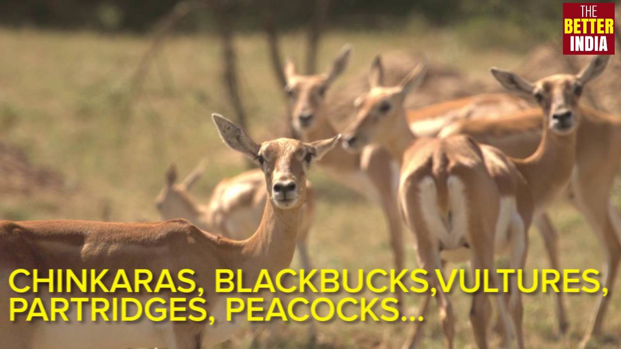 Conserving Nature - The Bishnoi Way of Life