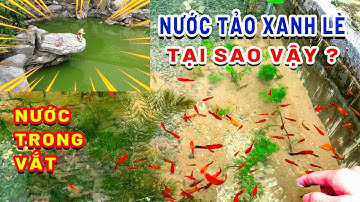 TẠI SAO HỒ CÁ BỊ RÊU TẢO XANH - HƯỚNG DẪN CÁCH XỬ LÝ RÊU TẢO XANH GÂY ĐỤC NƯỚC