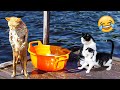 Funny Animal Videos 2023 😹 - Funniest Dogs and Cats Videos 😻 #46