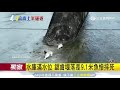 水庫滿水位　鋸齒堰落差9.1米魚慘摔死｜三立新聞台