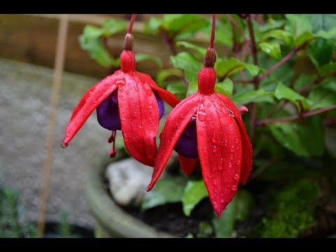 Video: Fucsia (53 Foto): Cos'è Questa Pianta? Primer Fucsia. Cosa Farne In Autunno? Crescere In Vaso E Periodo Dormiente. Arbusto E Altri Tipi. Perché Non Fiorisce?