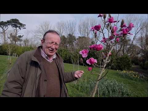 Video: Magnolija S Velikim Cvjetovima (24 Fotografije): Opis Grandiflore, Uzgoj Kod Kuće, Sadnja I Njega, Reprodukcija
