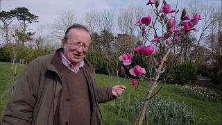 Three Magnolias out beginning March 2020  Caerhays
