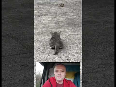 кіт полює на горобця Viralvideo Nature Shots Shortsviral Shorts Kitten
