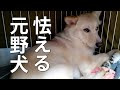 不安に震える元野犬・そうやすやすと人間には心を許さない