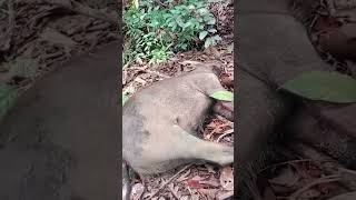 POIN LAGI !! jerat babi hutan kita berhasil poin #jeratbabi #babihutan #jerat