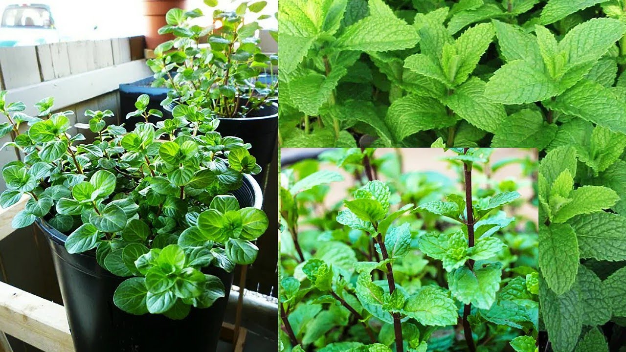 Mint Plant 🌿🌱 Propogation and care for mint plant How to grow