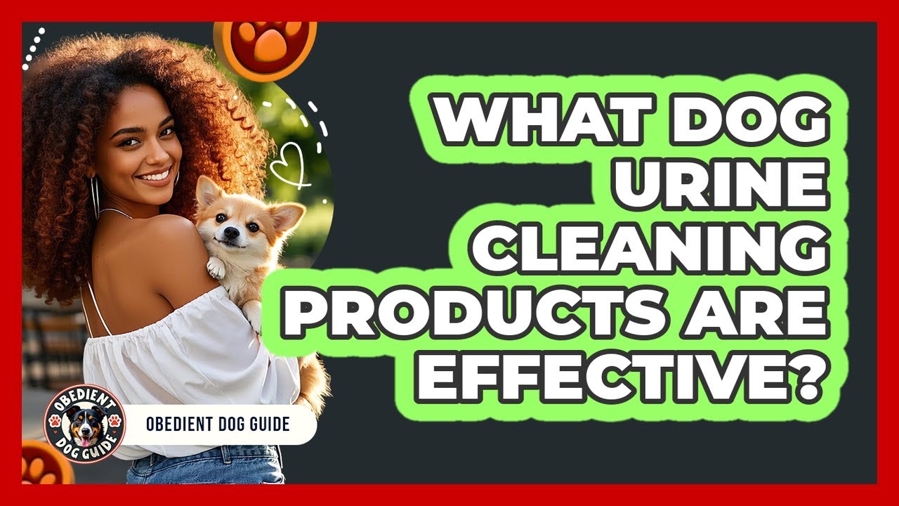 What Dog Urine Cleaning Products Are Effective? - Obedient Dog Guide