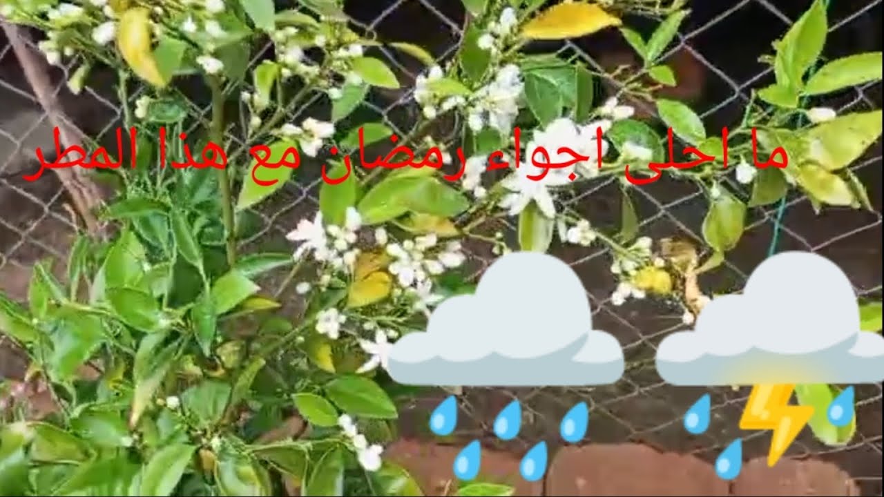 تبارك الله ما شاء الله على هذا الخيرات ديال الشتاء