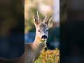 Majestic Roe Deer #beautiful #wildlife #cute #nature #animals #naturduo