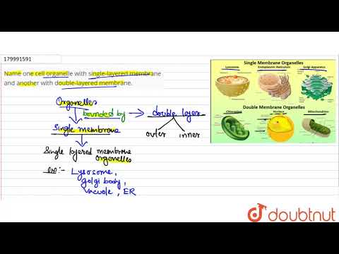 Video: Welke organellen zijn bedekt met een enkele membraanlaag?