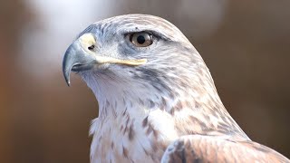 Hawk Sound | Hawk Sound Effects | Ferruginous Hawk Noises | Hawk Screech | Hawk Calls | No Music