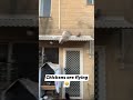 Chicken flying