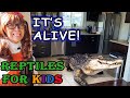 Reptiles for Kids | Reptile Toys Come Alive!
