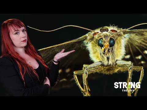 Vidéo: Est-ce qu'un papillon de nuit est un insecte ?