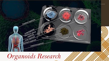 Current Research on Organoids Explained in 9 Minutes