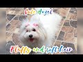 SLOW MOTION|| FLUFFY AND SOFT HAIR OF CUTE DOG