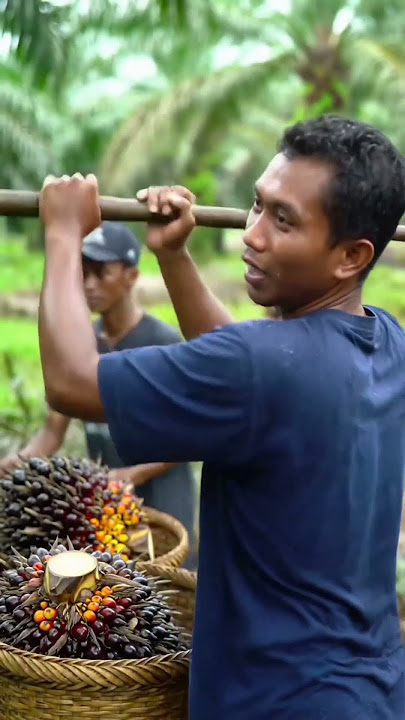 Malaysia palm oil trees #malaysia #palmtreeclimbing #farming #3danimation #shorts #viral #palmoil