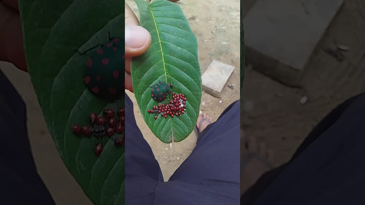 Quantos Filhotinhos A Joaninha Tem?