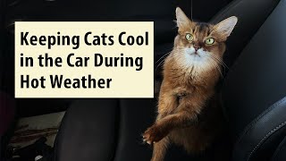 How to Keep Cats Cool in the Car in Hot Weather #cats #hotweathertips #summer How to Keep Cats Cool in the Car in Hot Weather #cats #hotweathertips #summer