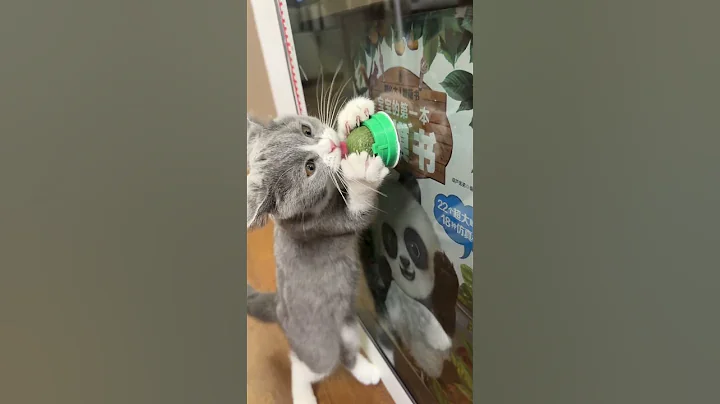 Quả này bé mèo cưng sẽ ghiền mất thôi  #notapetvn #thucung #pet #MèoCưng #ReviewSảnPhẩmMèo